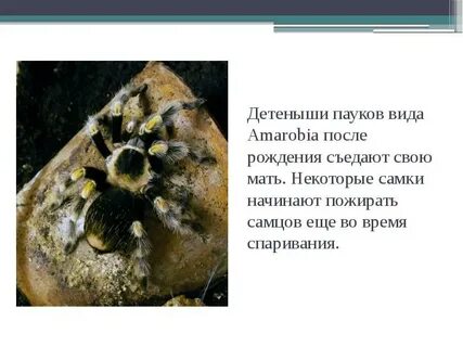 Съел самку