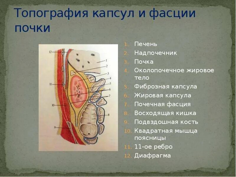 Топография и строение почки анатомия. Оболочки почки топографическая анатомия. Почечная фасция анатомия. Строение почки оболочки. Слизистые оболочки почек