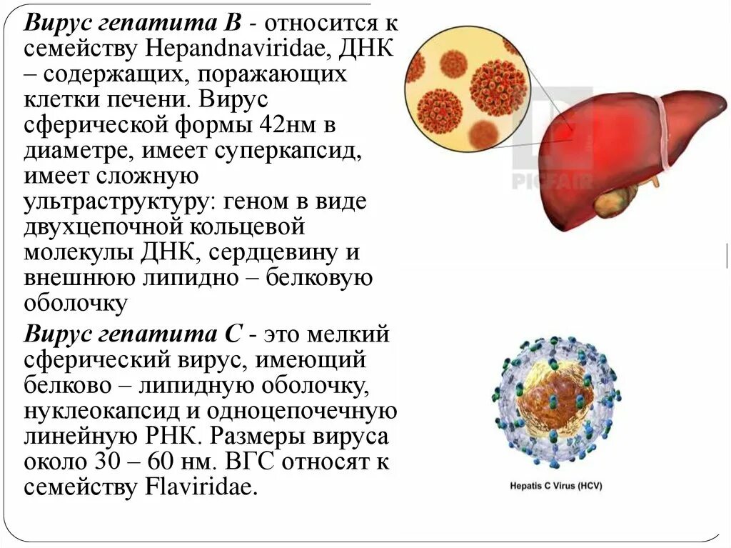 Тема гепатиты. Вирус гепатита а семейство. Вирус гепатита а относится к семейству. Вирус гепатита с относят к семейству. Профилактика вирусных гепатитов в медицине.