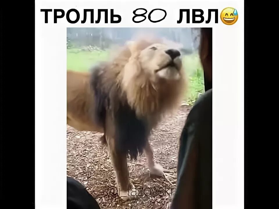 Тролль 80. Троллинг 80 уровня. тролль 80 левела. лев тролль. тролль высшего уровня.