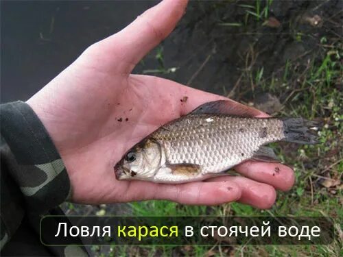 рыбалка на карася. рыбалка на карася. поймал карася. крупный карась. фидер для рыбалки.