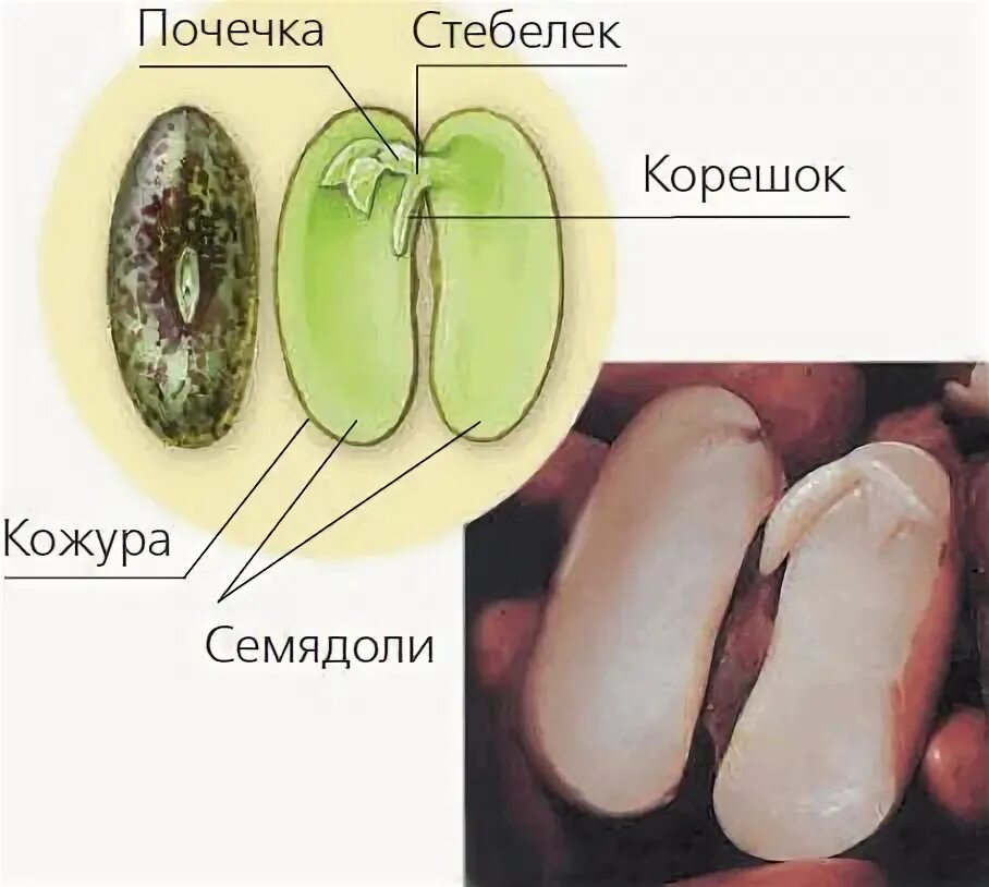 Кожура семян 6. Семенная кожура семядоли. Семядоли, зародышевую почечку, зародышевый корешок.. Семя фасоли зародыш семенная кожура. Семядоли фасоли.