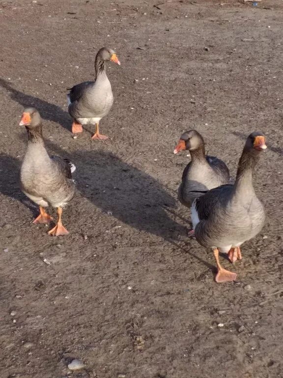 Гуси. Гусята с гусыней и гусаком. Гуси породы холмогоры. 20 гусей. Красивая гусыня.