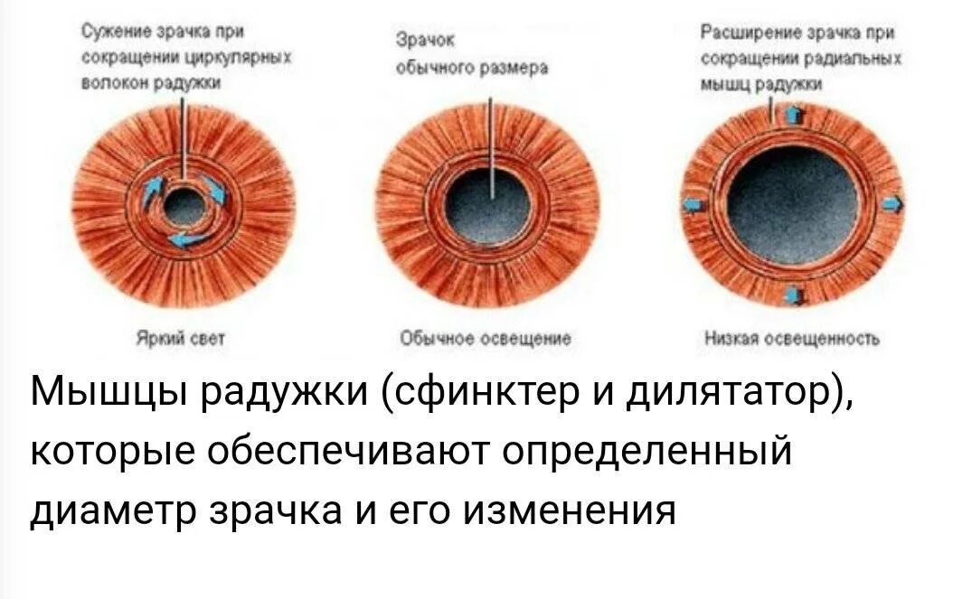 Почему зрачок сужается и расширяется. Дилататор зрачка иннервируется. механизм сужения и расширения зрачка. иннервация дилататора зрачка осуществляется. зрачок сужается и расширяется.