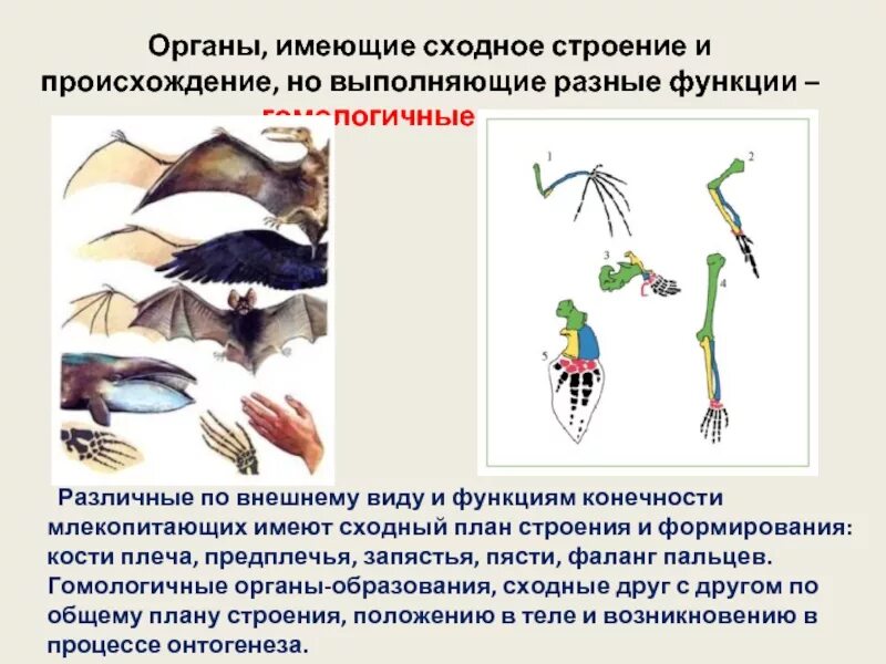 Конечности и их функции млекопитающих. Гомологичные органы. конечности млекопитающих. происхождение животных. органы сходные по общему строению.