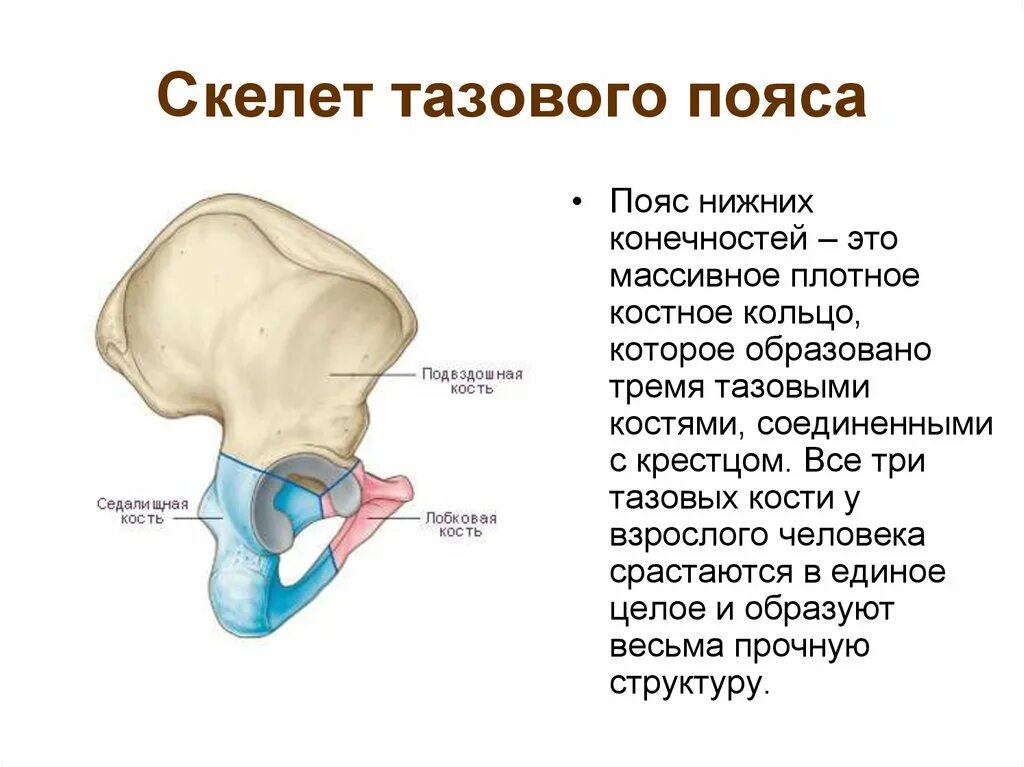 Тазовый пояс образован тазовыми костями