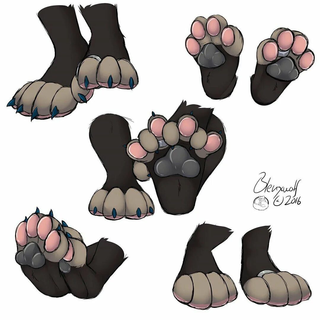 Павс референс. Лапы референс. Волчьи лапы референс. Анатомия лапы собаки референс. Кошачьи лапы референс сзади.