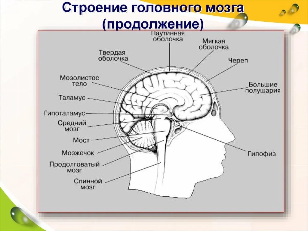 Полости мозга заполнены