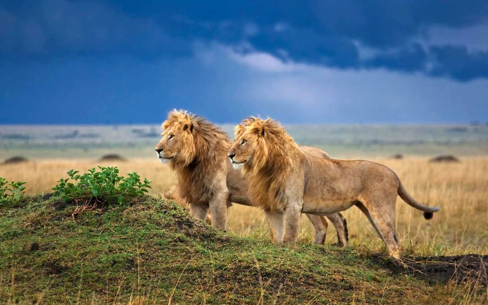Саванна Кения Лев. Africa lion