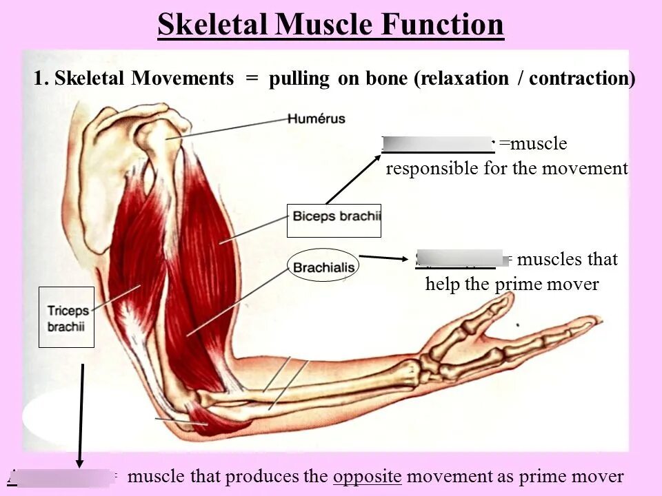 Muscles function