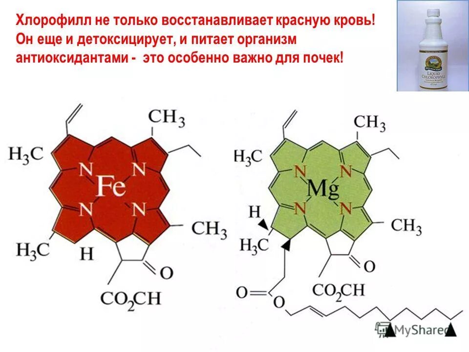 хлорофиллом поглощаются из солнечного спектра лучи. хлорофилл красного цвета. красный хлорофилл. хлорофилл красного цвета. магний в хлорофилле.