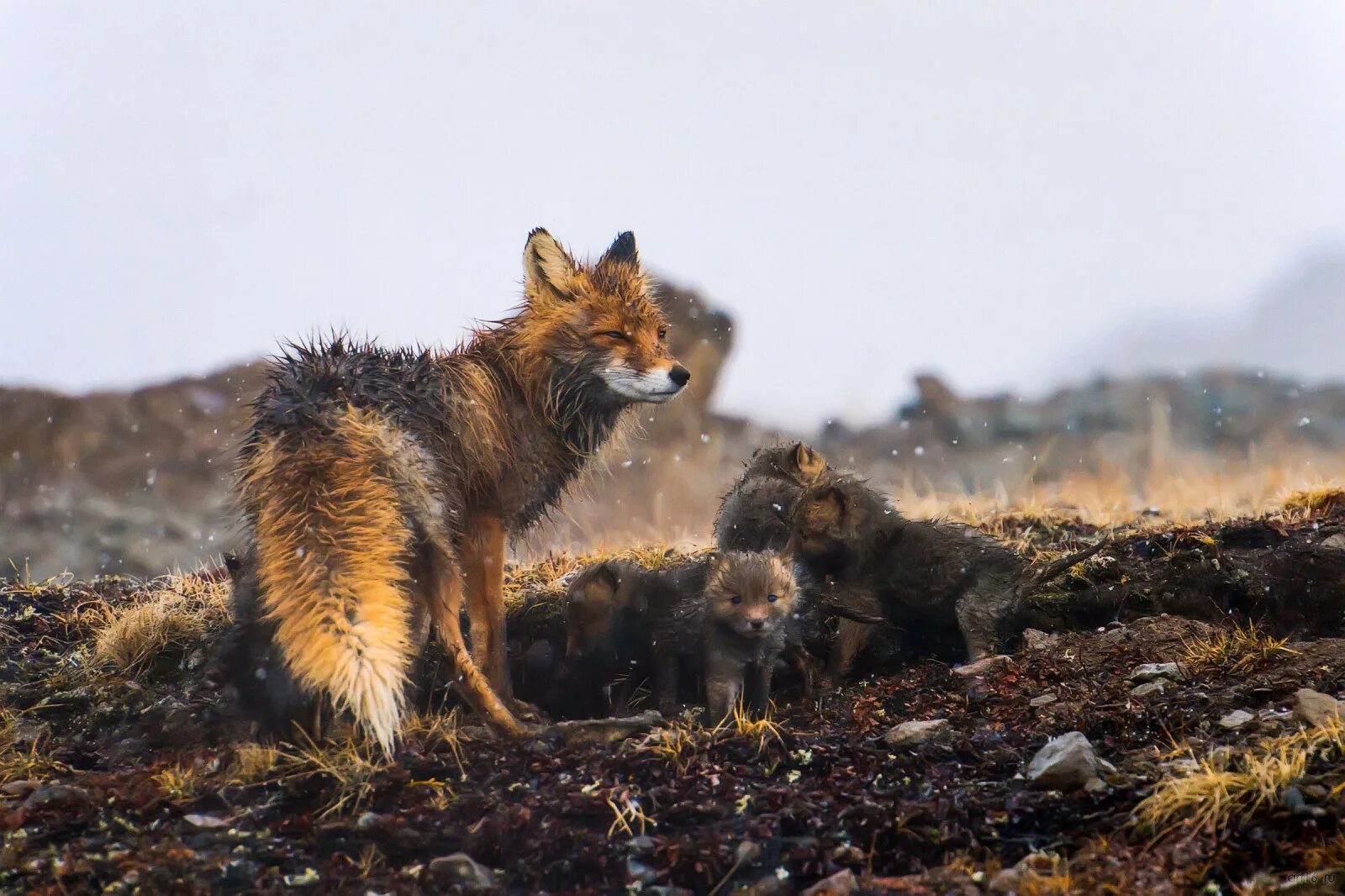 Дикая россия видео. Дикая природа России National Geographic. Дикие животные России. Лиса в дикой природе.