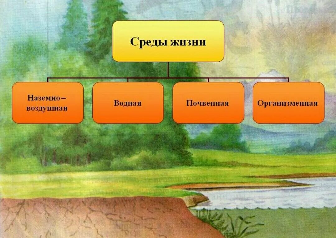 Что такое среда обитания биология 7. Среды жизни. Жизнь и еда. Среды жизни организмов. Среды жизни водная наземно-воздушная почвенная организменная.