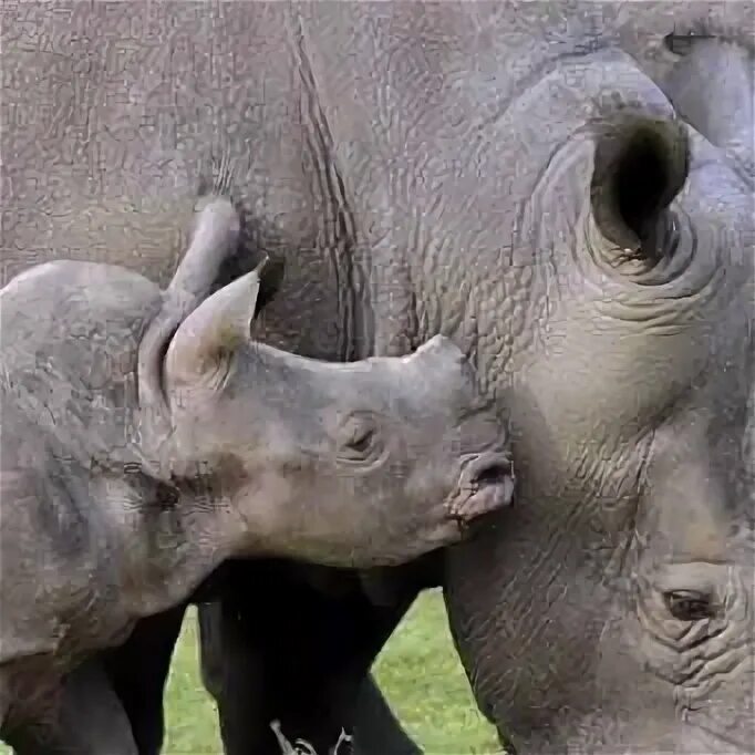 Сколько детенышей носорога родилось в 2001 году