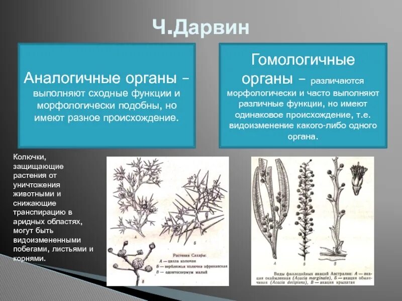 Сходные по строению функциям и происхождению. Метаморфоз черешка (филлодий). Метаморфозы вегетативных органов. Метаморфозы листа филлодии. Метаморфоз вегетативных органов.