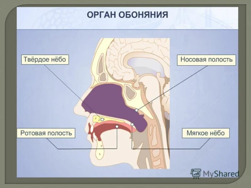 Анализаторы обоняния и вкуса. Орган обоняния. Строение органа обоняния. Строение носа обоняние. Орган обоняния нос строение.