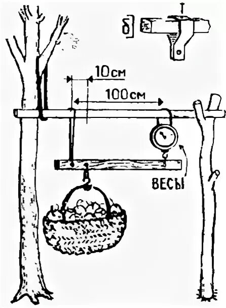 Мальчик взвесил рыбу на самодельных весах. Самодельные весы своими руками. Конструкция самодельных весов. Самодельные весы для измерения граммов. Самодельные весы физика 7.