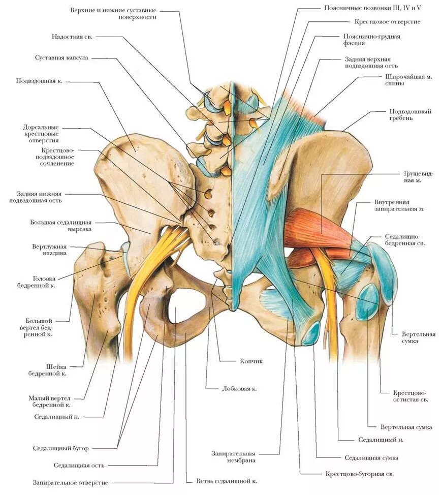 Строение мышц таза седалищный нерв. Анатомия таза мышцы связки сухожилия. Тазобедренный сустав анатомия строение с мышцами. Нервы тазобедренного сустава анатомия.