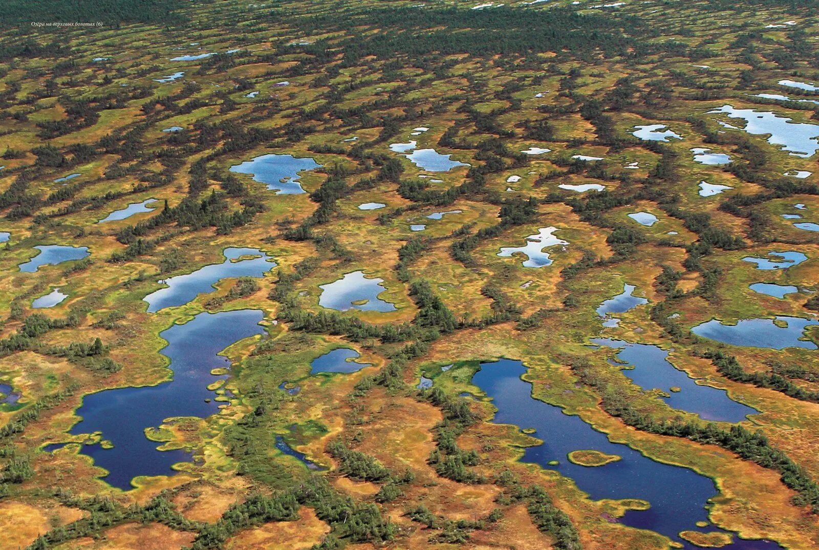 Крупные озера западной сибири. Западно Сибирская равнина Васюганское болото. Болото Васюганское болото. Васюганское болото заповедник. Васюганские болота, Сибирь.