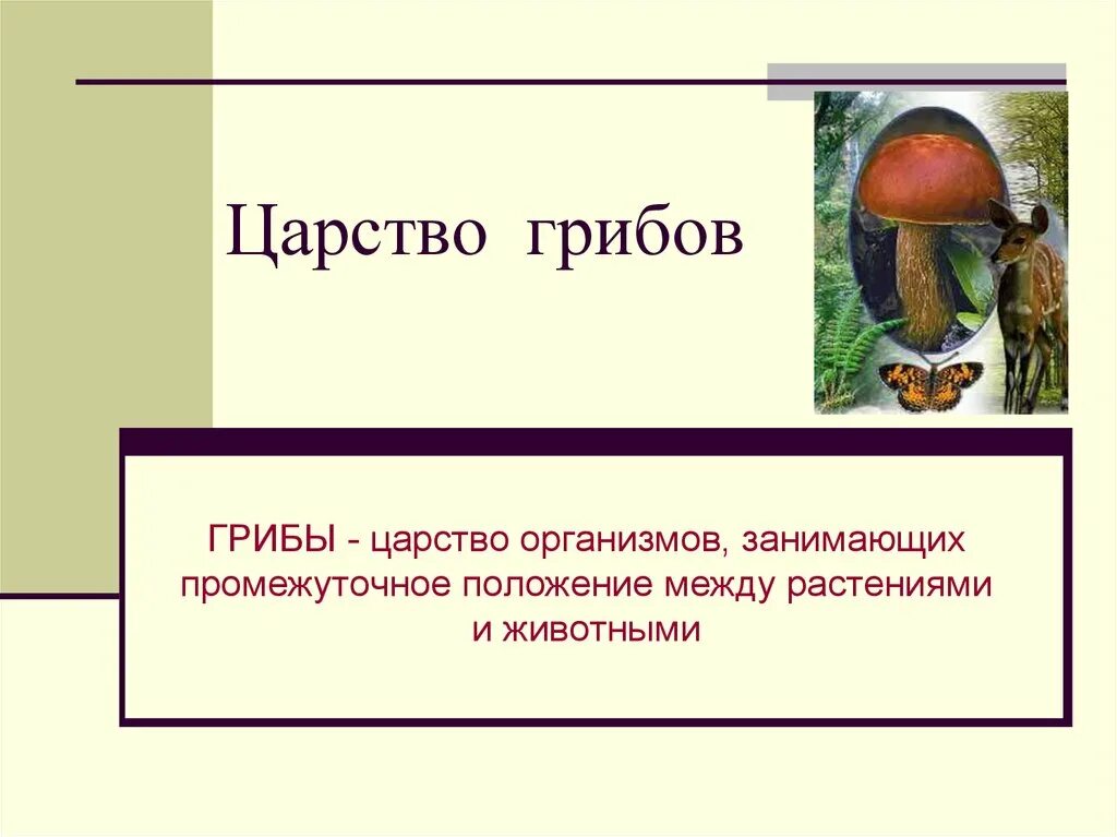 Царство грибы. Царство царство грибов. Царство грибов название. Организмы царства грибов. Есть царство грибов