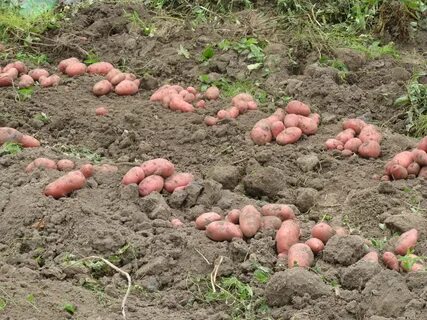 Май посадка картофеля благоприятные