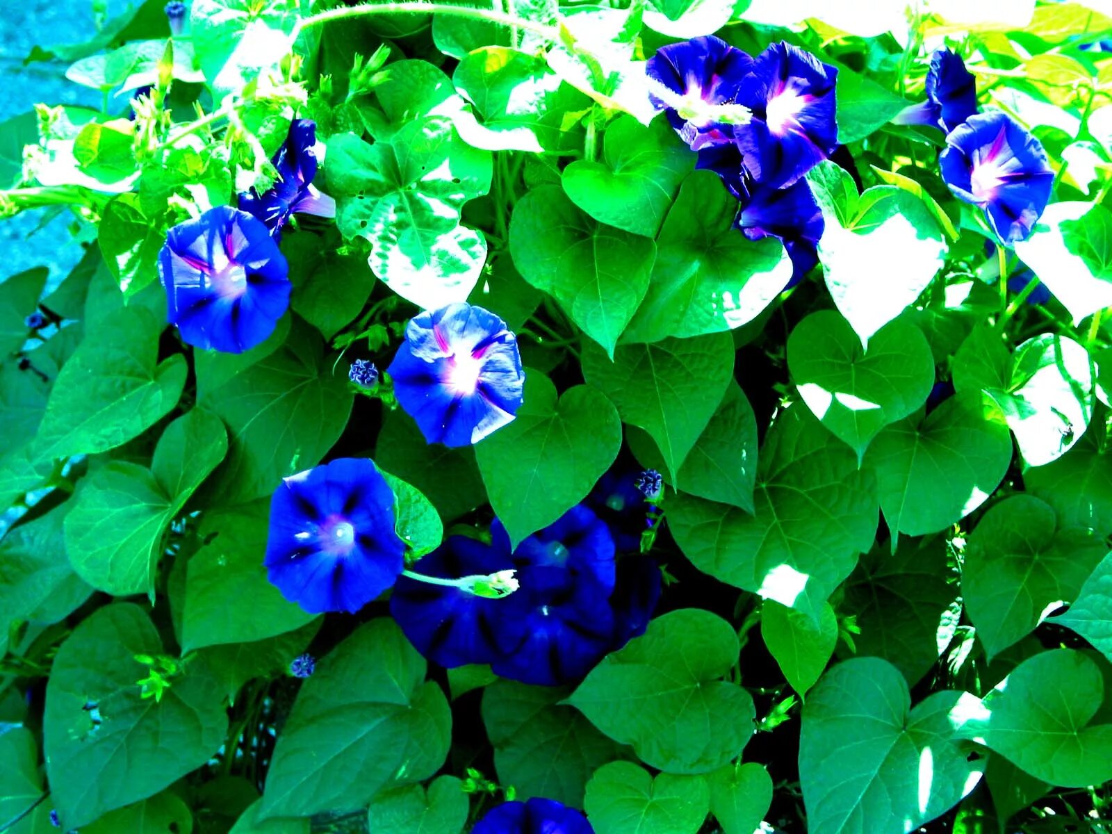 Вьюн ипомея. Ипомея пурпурная. Ипомея вьюнок. Ипомея тиффани. Виды вьюнов.