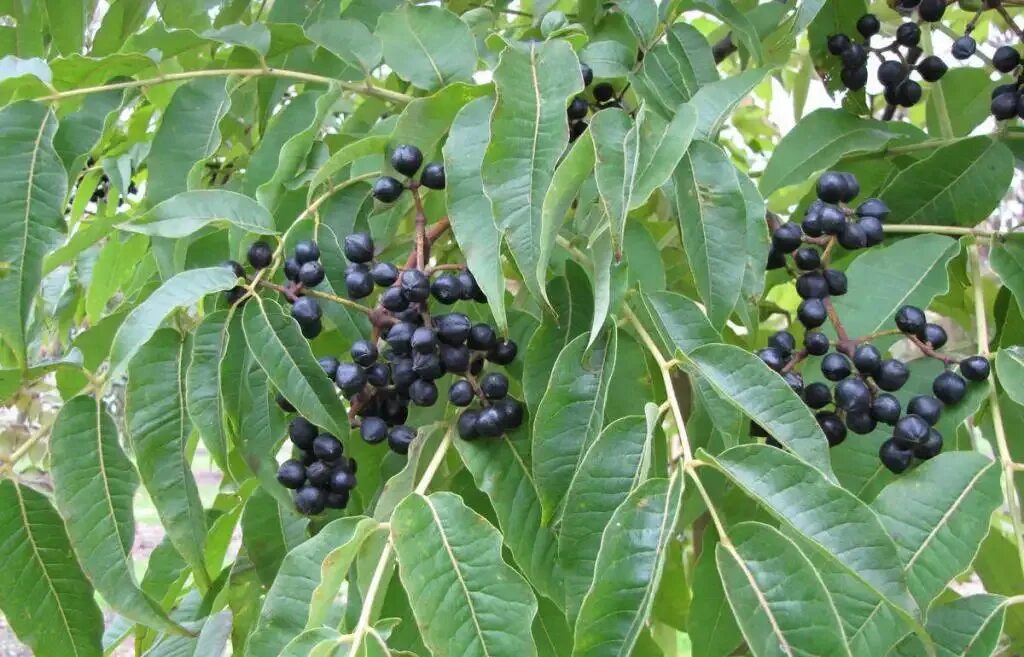 Амурский бархат ягода и их применение. Бархат амурский пробковое дерево. бархат амурский – phellodendron amurense rupr. дальневосточный бархат. бархат дальневосточный дерево.