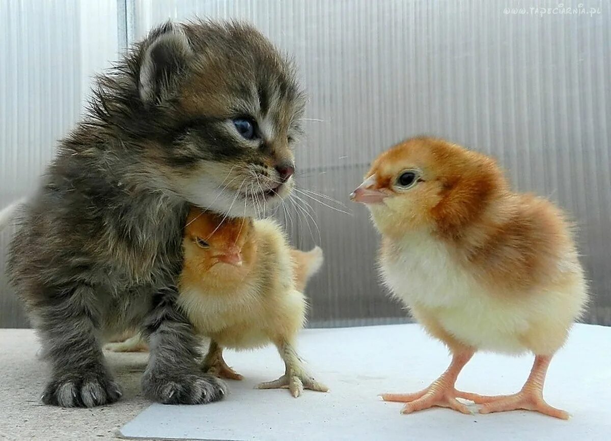 Котенок и цыпленок. Котенок и утенок. Милые цыплята и котята. Милые маленькие животные.