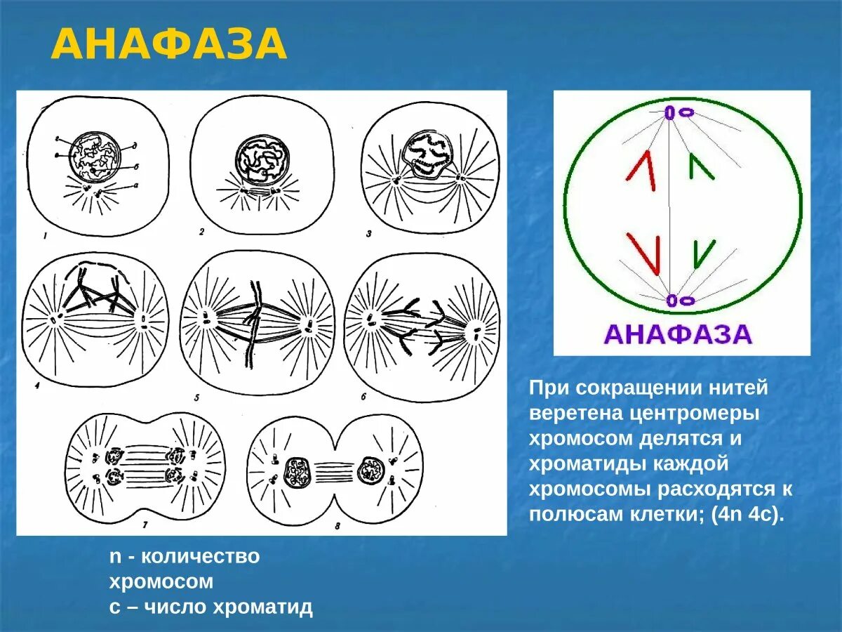 Сколько клеток в анафазе. Анафаза мейоза 2. Анафаза клетки. Анафаза митоза. Хромосомы расходятся к полюсам клетки.