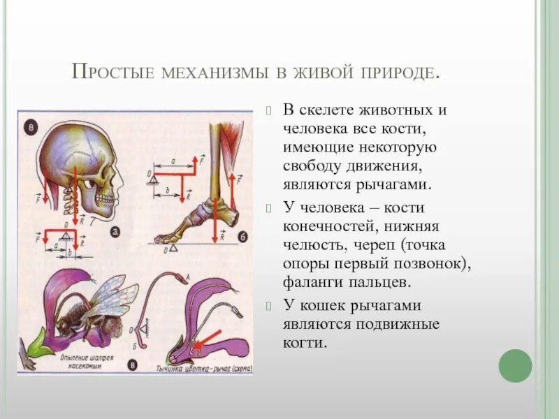 2 рычаг в скелете человека. Рычаги у животных организма физика 7 класс. Простые механизмы рычаг в теле человека проект по физике 7 класс. Рычаги в животном мире физика 7 класс. Рычаги в природе примеры физика.