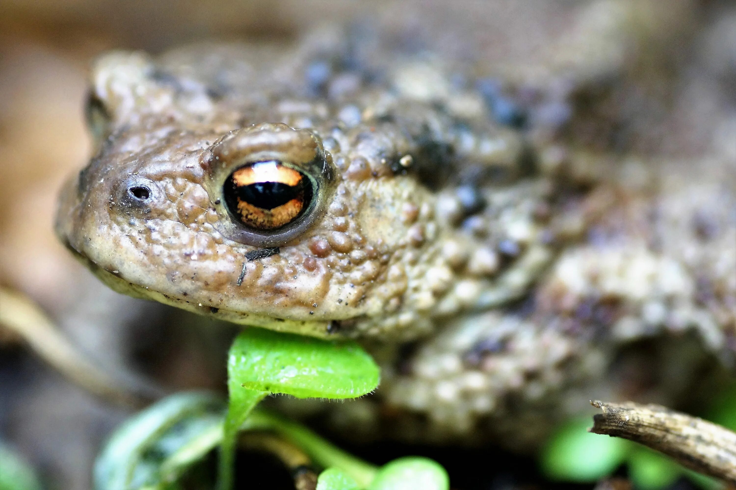 Жаба Bufo. Галечная жаба. Лягушка обыкновенная. Серая жаба. Серая жаба признаки