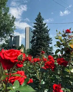 Город роз
