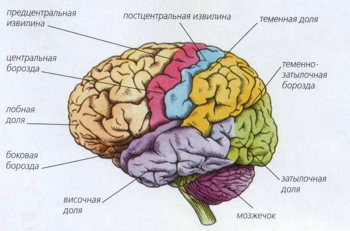 Головной мозг из трех отделов реберное дыхание. Борозды и извилины головного мозга. Доли и борозды головного мозга. Строение головного мозга доли борозды извилины. Анатомия коры головного мозга доли.