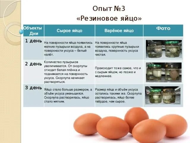 Собакам можно белок или желток