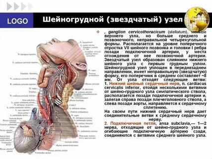 Верхний нервный узел