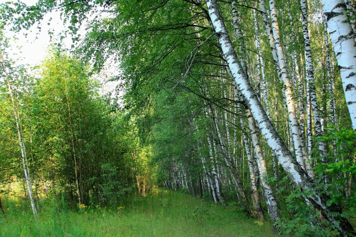 Березки орел. Березовая роща Орел. Березовая роща, посёлок Берёзовая роща. Берёзовая роща Орехово-Зуево. Берёзовая роща в Ростовской области.