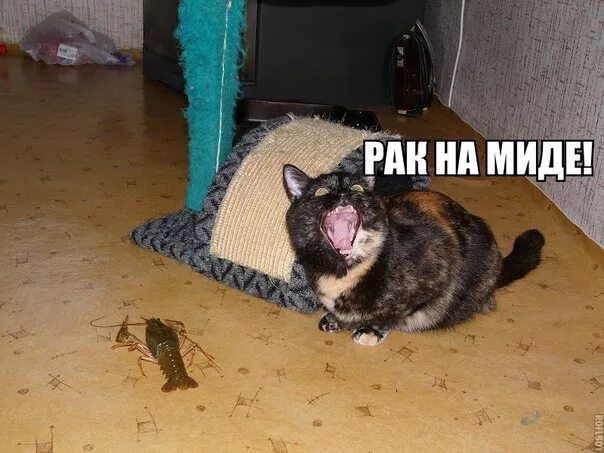 В отрубе жестком мем с котом videochan ВКонтакте