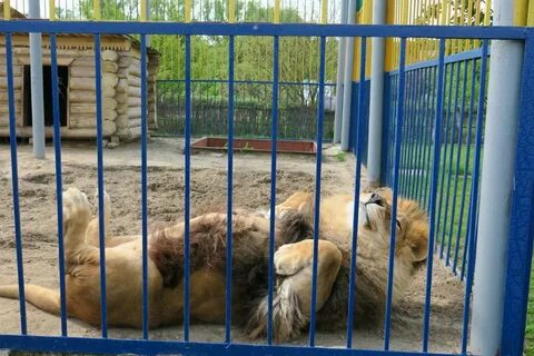 Зоопарк будет завтра работать