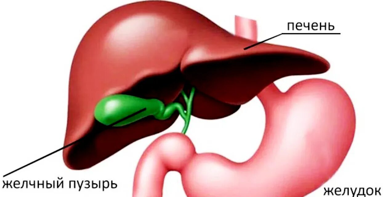 Печень влияет на желудок. Загиб желчного пузыря анатомия. Перегиб и перетяжка желчного пузыря. Печень и желчный пузырь. Перегиб желчного пузыр.