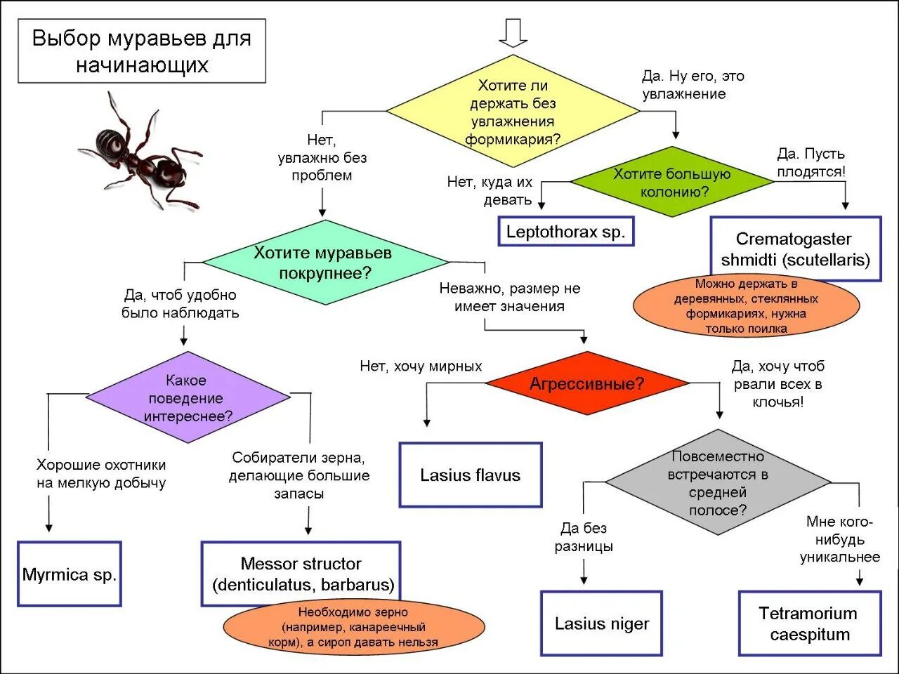 Таблица Летов муравьев. Таблица лёта муравьёв по России. Муравьи иерархия схема. Таблица выбора муравьев. Несмотря на муравьиную склонность объединять свои