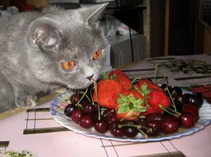 Cat fruits