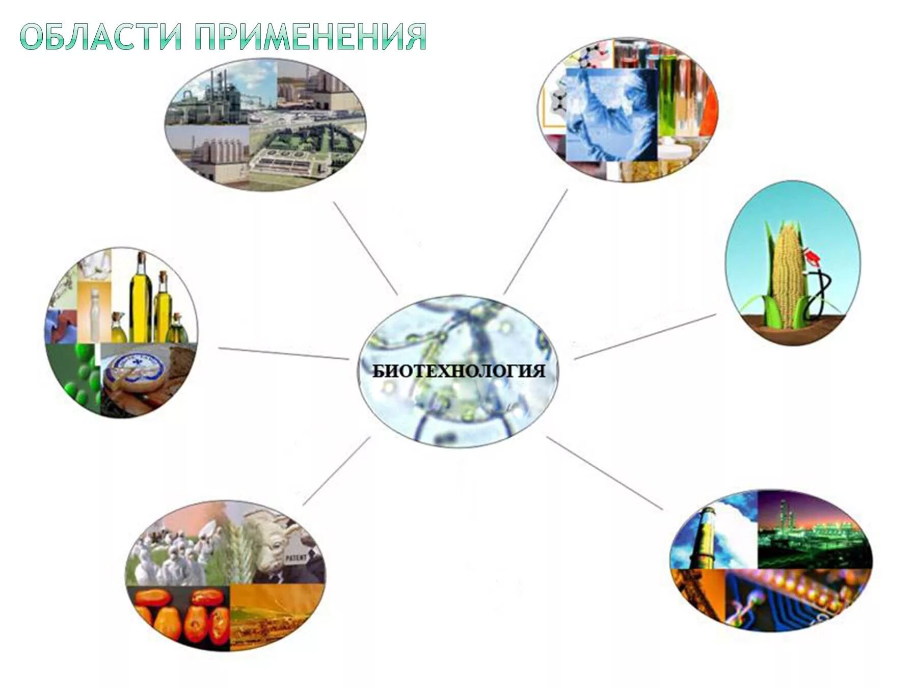 Биотехнология где. Области использования биотехнологии. Сферы использования биотехнологии. Области применения биотехнологии. Применение биотехнологий.