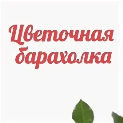 Чп старая русса барахолка. Цветочная барахолка старая русса. Турция магазин для флористов. Барахолка цветов. Цветочная барахолка старая русса.