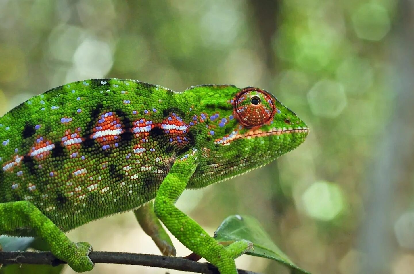 Лягушка хамелеон. Мадагаскарский хамелеон. Chameleon furcier Campani. Земноводные хамелеон.