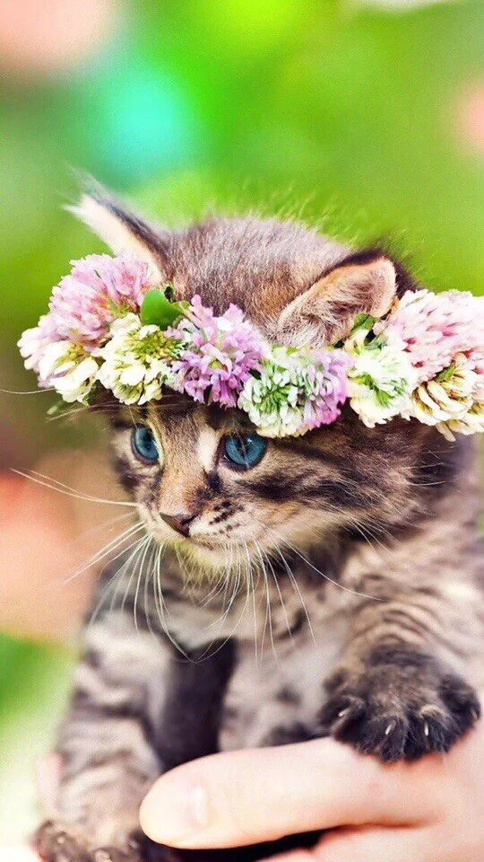 Цветы кис. Котенок в цветах. Красивая кошка в цветах. Красивые котята. Милые котята.