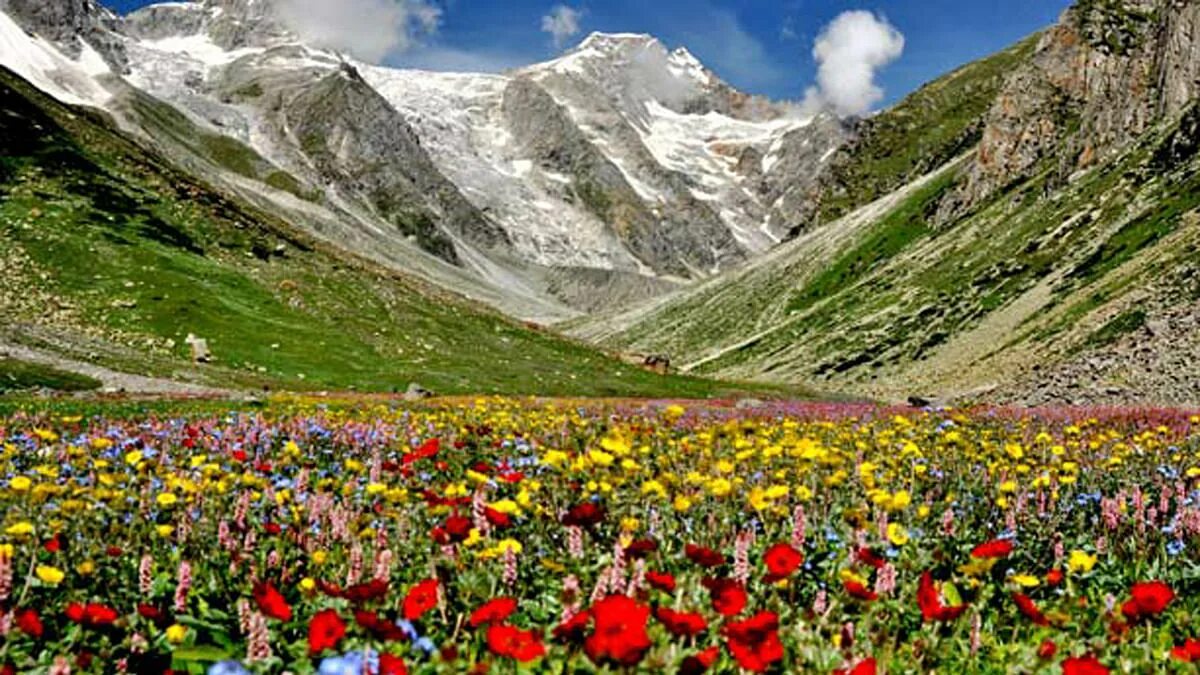 Цвет гималаи. Долина цветов (Valley of Flowers). Растения Гималай. Национальный парк Долины цветов, Уттаракханд. Долина цветов. Национальный парк в западных Гималаях.