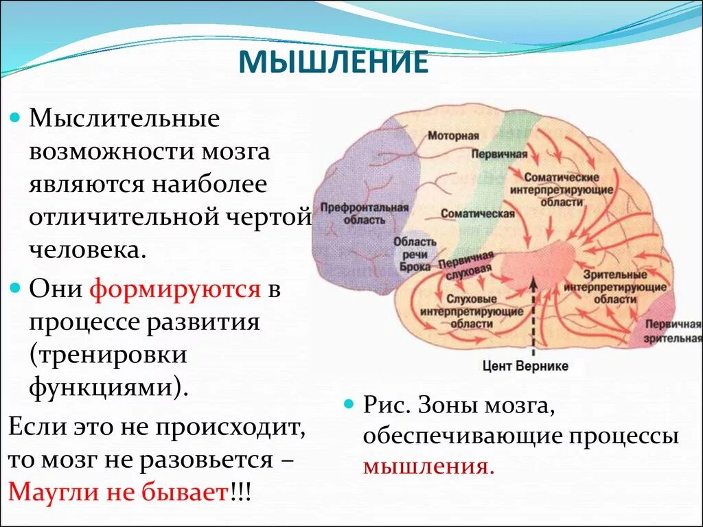 Роль мозговых структур в процессе мышления. Головной мозг мышление. Мышление анатомия. Мыслительный процесс в головном мозге?.