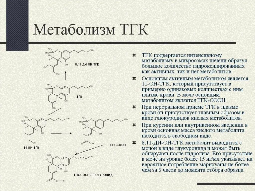 Биотрансформация тетрагидроканнабинола. Каннабиноиды метаболизм. Метаболизм ТГК. Тетрагидроканнабинол метаболиты. Распад мочи