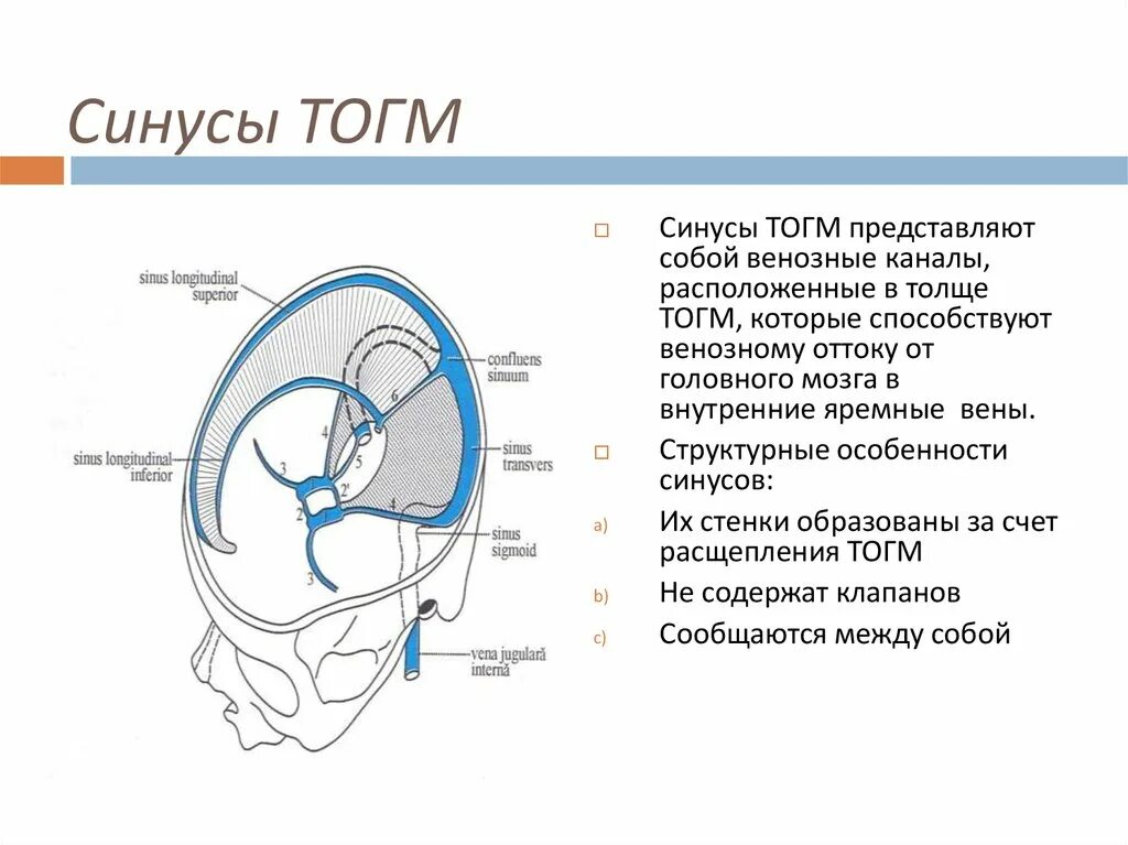 Синусы оболочки головного мозга. Синусы твердой мозговой оболочки схема. Анатомия синусов твердой мозговой. Синусы твердой оболочки головного мозга. Сигмовидный синус твердой мозговой оболочки.