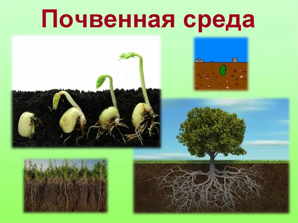 Как приспосабливаются к почвенной среде обитания. Почвенная среда жизни. Растения почвенной среды. Растения обитающие в почвенной среде. Почва среда обитания.